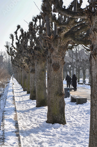 several babobab trees in a row in winter