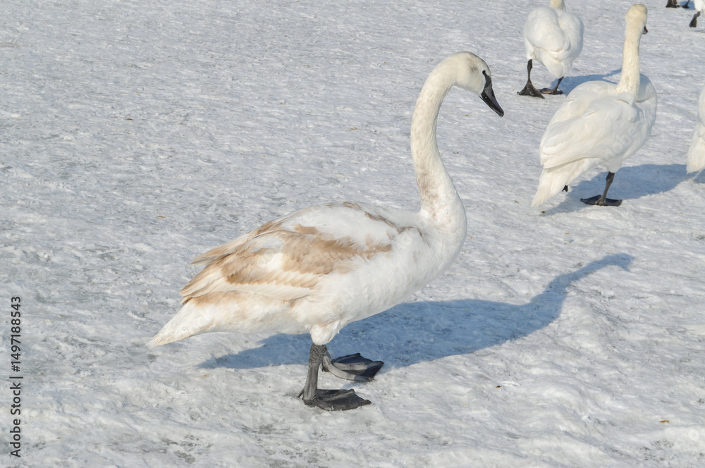 a flock of white swans on the frozen Baltic Sea