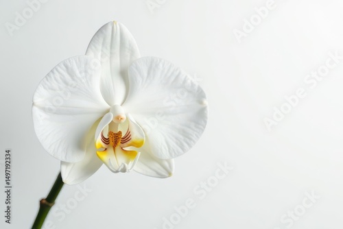 Delicate white orchid blossom against pure white backdrop, silk, delicate, petal