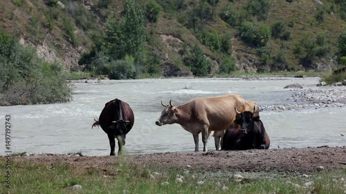 Cows Standing And Resting By A Flowing River, Surrounded By A Natural Landscape With Trees, Hills, And A Calm Atmosphere.
