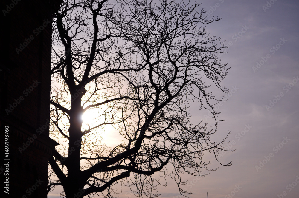 silhouette of a tree without leaves in the sun background