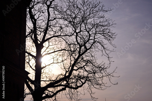Obraz na płótnie silhouette of a tree without leaves in the sun background w salonie