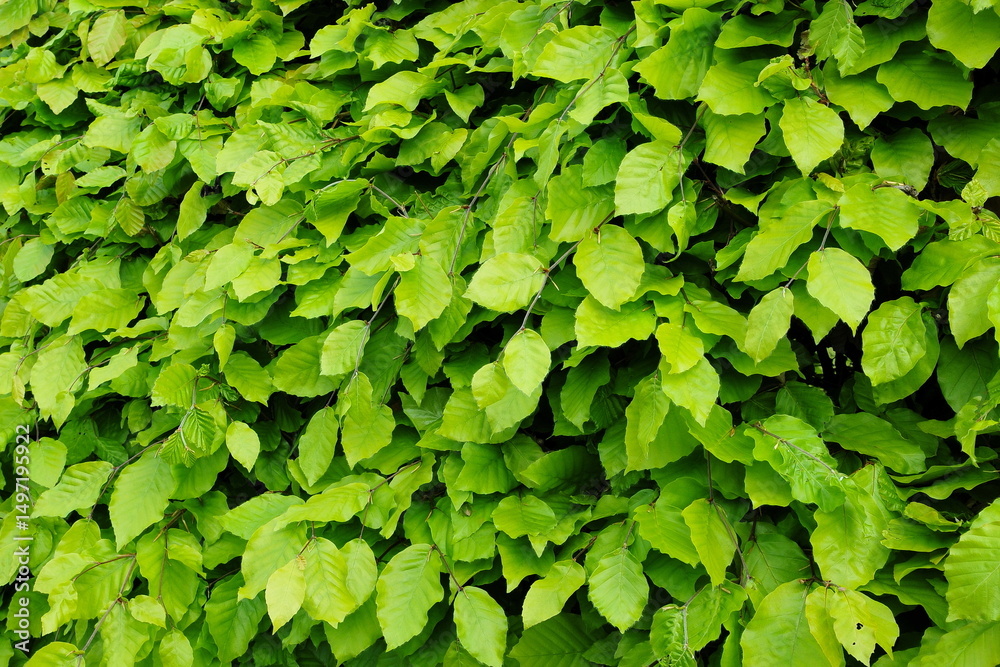 Fototapeta premium Green leaves background