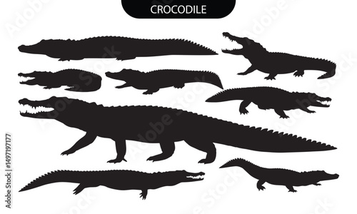 Crocodile Silhouette. Set of black crocodile vector silhouettes in various crawling and open-mouth poses for reptile themed designs