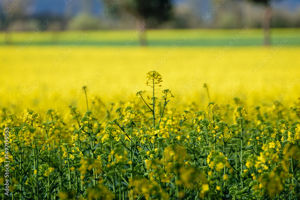 Obraz premium beautiful rapeseed field in a rural setting, landscape blooming canola field under a cloudy sky