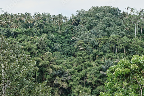 Exploring lush tropical rainforest in Bali, Indonesia showcasing diverse flora and peaceful natural beauty