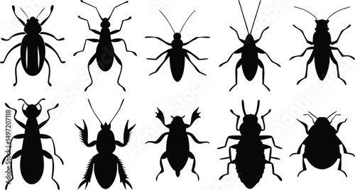 Crawling insect silhouettes including ants, beetles, and bugs – black vector collection