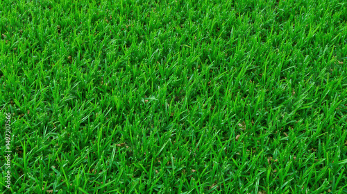 Wallpaper Mural Lush Green Grass Texture Background Torontodigital.ca