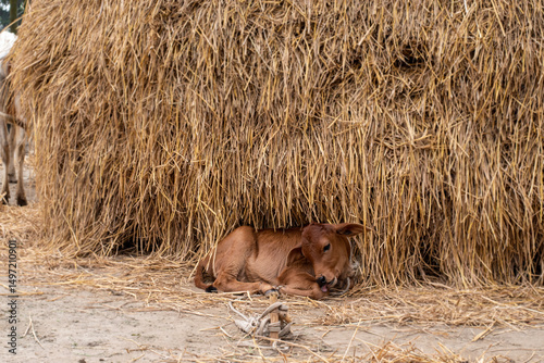 The calf is sitting in front of the pile of straw, scratching its body