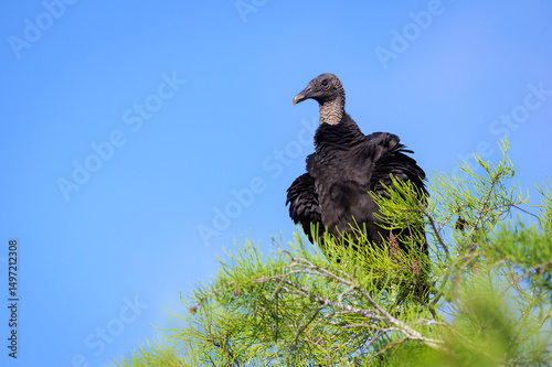 Black vulture (Coragyps atratus) perched in pine tree, Everglades national park, Florida, United States.