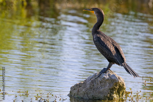 Neotropic cormorant (Phalacrocorax brasilianus), olivaceous cormorant standing on a rock at riveredge, Big cypress national park, Florida, USA.