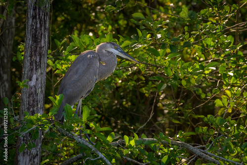 Great Blue Heron (Ardea herodias) in cypress swamp, Everglades National Park, Florida