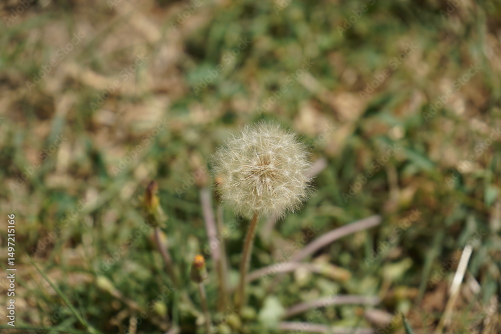 Dandelion or Ruddy Dandelion(Taraxacum rubicundum) Dandelion or Ruddy Dandelion(Taraxacum rubicundum)