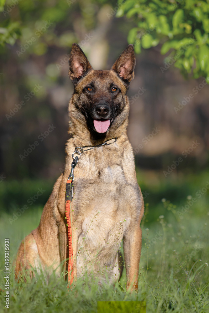 Belgian Malinois Service Dog in Training Position Belgian Malinois Service Dog in Training Position