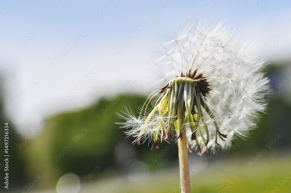Dandelion at the meadow spring pollination seeds in green color