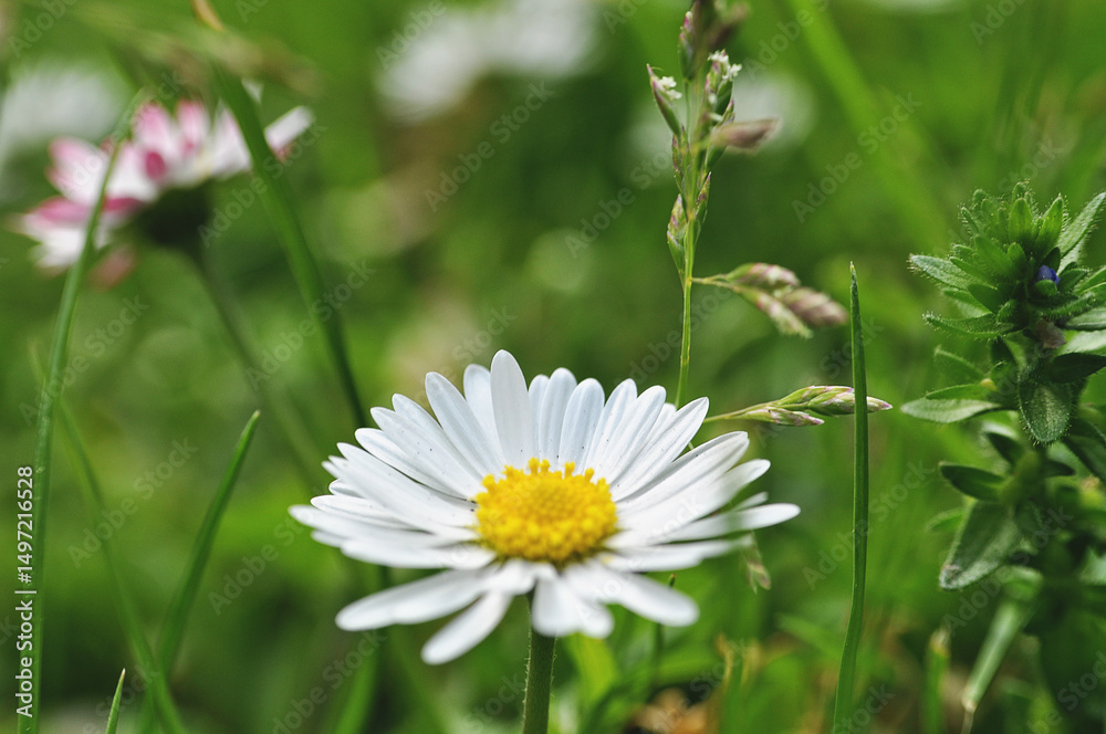white daisy flower on the meadow close-up of green leaves developed