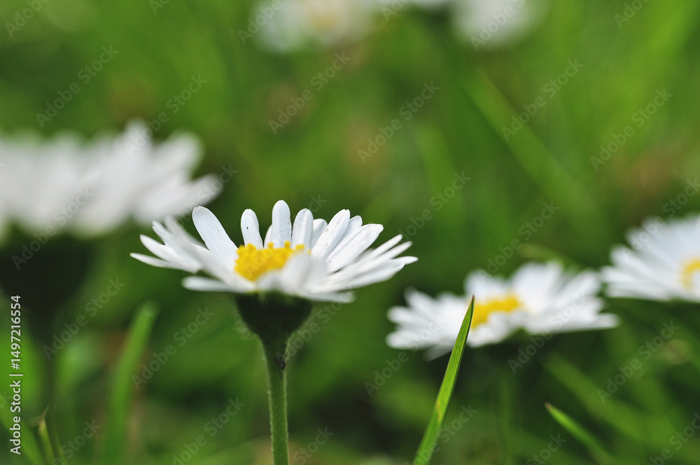 white daisy flower on the meadow close-up of green leaves developed