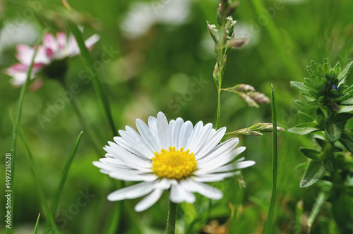 white daisy flower on the meadow close-up of green leaves developed