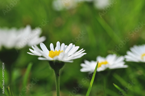 white daisy flower on the meadow close-up of green leaves developed