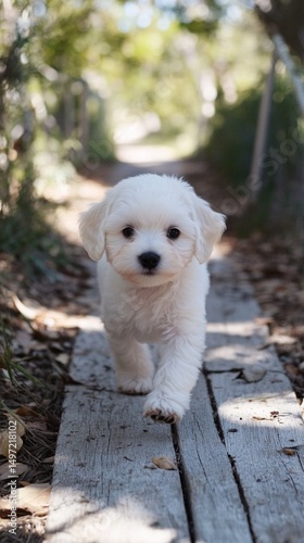 A fluffy white puppy confidently trots along a wooden pathway surrounded by greenery, radiating joy and curiosity in the beautiful natural setting of a sunny day. photo