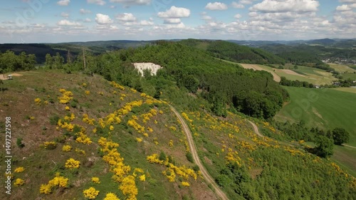 Blühender Ginster auf dem Niederwald Odin - Flug Richtung 