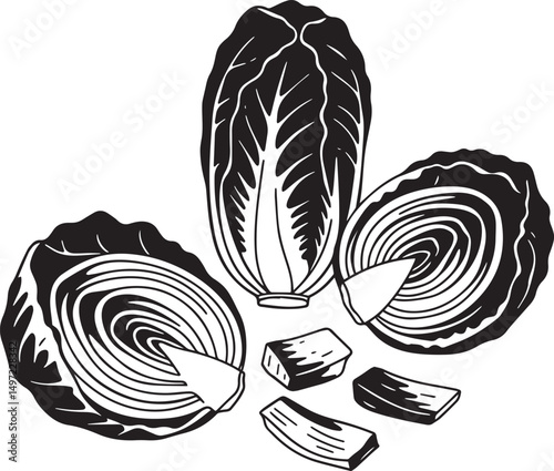 Fresh napa cabbage vegetable illustration black and white