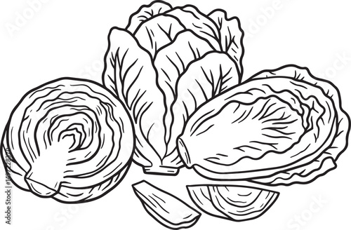 Fresh cabbage illustration line art drawing vegetable food