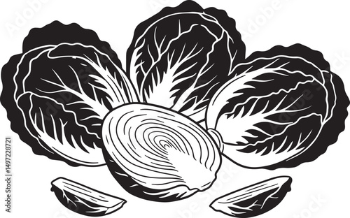 Fresh organic cabbage heads and cut piece black and white illustration