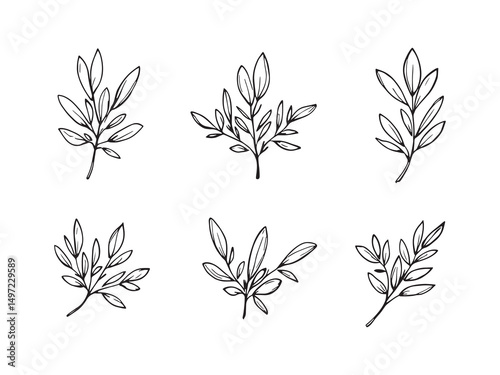 Olive Tree Leaves Line Art Collection