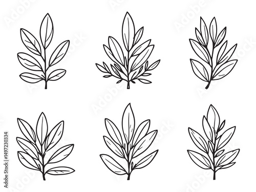 Hand Drawn Olive Tree Leaves