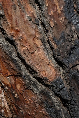 Close up of maritime pine bark showing its texture and colors