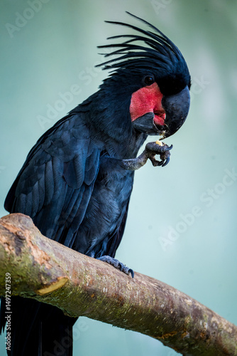 Palm cockatoo portrait in nature