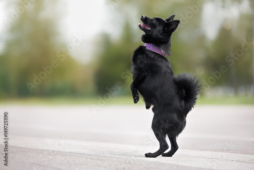 happy black dog standing on hind legs in the park