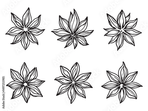 single star anise vector line art illustration