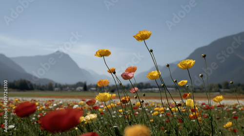 breathtaking view of ultrabright flower fields in british columbia showcasing stunning array of colors under clear
