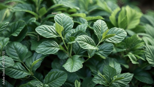 Lush green leafy plant with textured oval-shaped leaves, dense foliage, vibrant and healthy appearance.