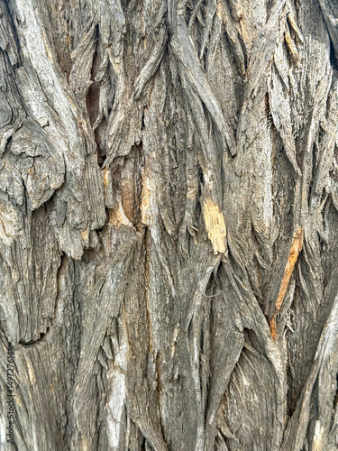 Layered Bark Structure Showing Natural Formation of Tree Surface