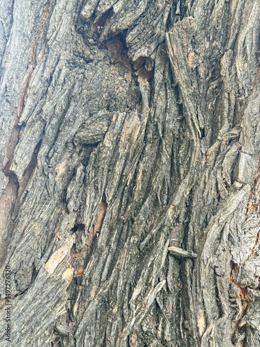Cracked Tree Bark With Organic Texture Ideal for Background Use