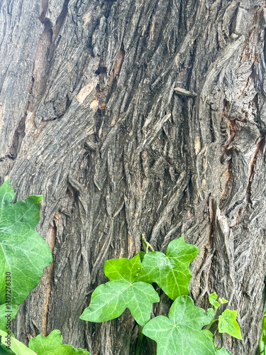 Deep Furrowed Bark Close-Up Texture for Backgrounds and Design Projects photo