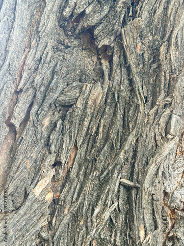 Rugged Close-Up Tree Bark Texture With Deep Vertical Grooves