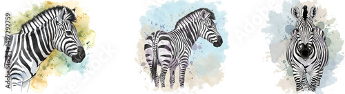 Three zebra artistic renderings with watercolor splashes in various poses and perspectives shown here on transparent background