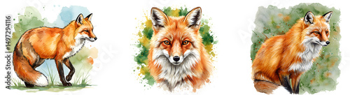 Three watercolor depictions of a fox: one walking, one frontal portrait, and one sitting posture on transparent background