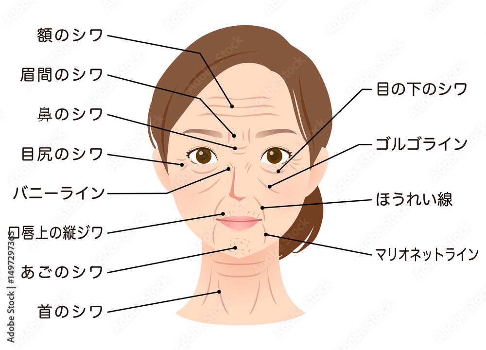 Fototapeta premium シワの種類 女性の顔 美容