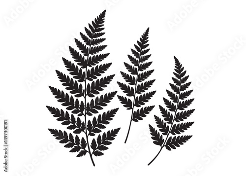 fern leaves logo vector silhouette illustration, fern leaf logo icon silhouette, bracken fern leaf silhouettes vector illustration, black silhouette of a fern leaf on white background.