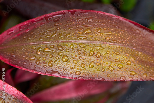 Raindrops on colorful tropical leaf
