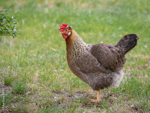 Hühner in Nahaufnahme auf einer grünen Wiese frei laufend
