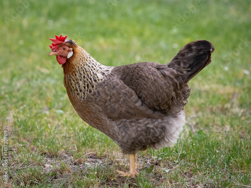 Hühner in Nahaufnahme auf einer grünen Wiese frei laufend