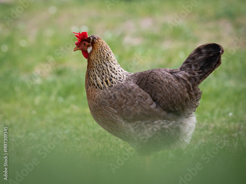 Hühner in Nahaufnahme auf einer grünen Wiese frei laufend