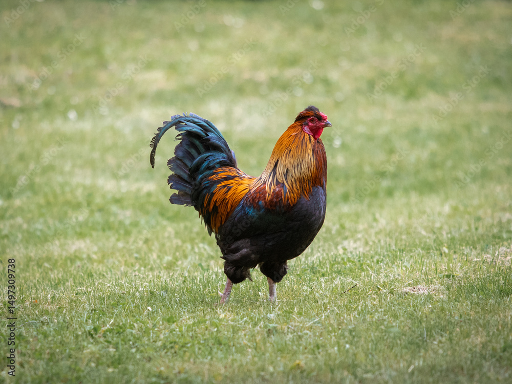 Fototapeta premium Hahn in Nahaufnahme auf einer grünen Wiese frei laufend