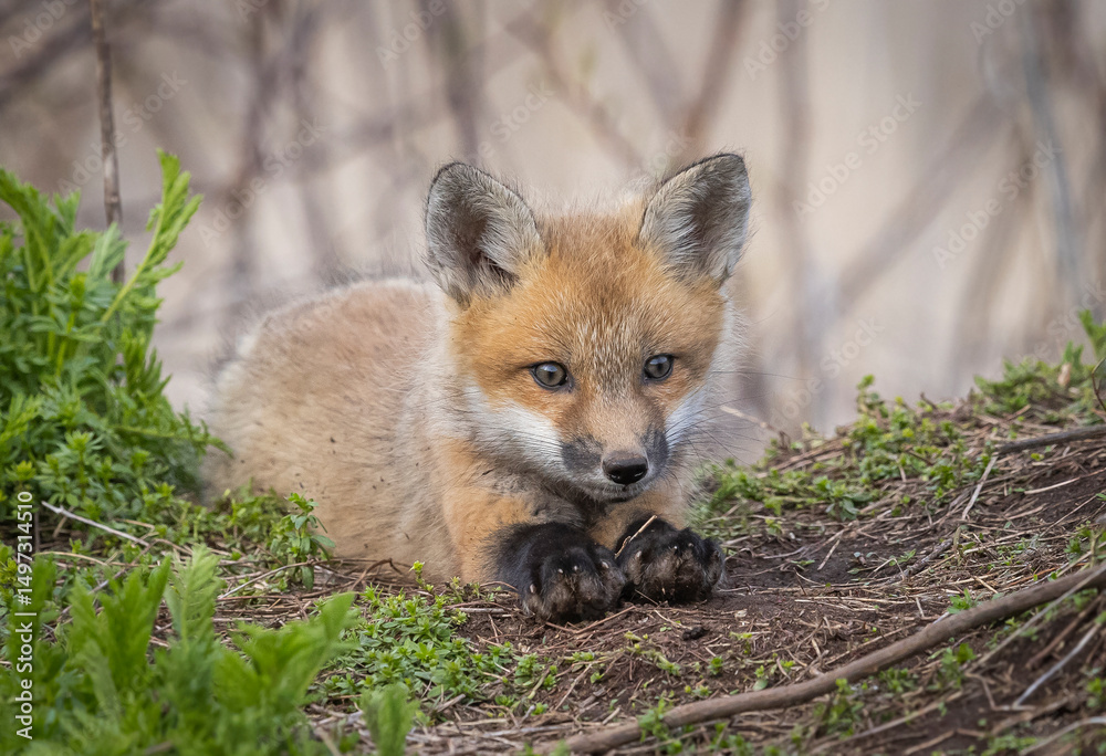 Fototapeta premium Red fox kits